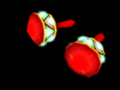 Samba Maracas
